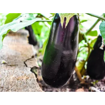 brinjal (2)-1408714-80666.webp